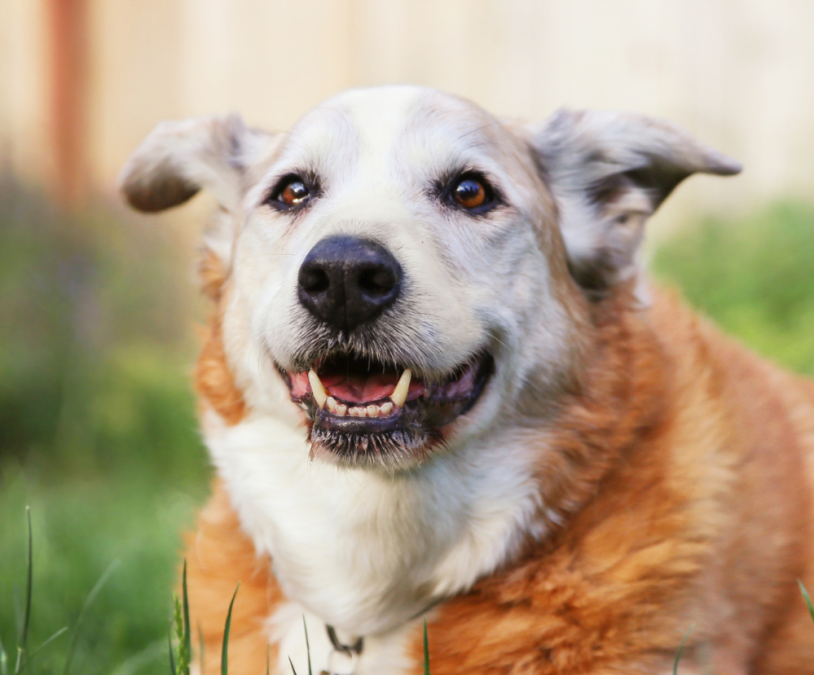 Tips for Quality Pet Care and Why You Should Consider Adopting a Senior Dog.