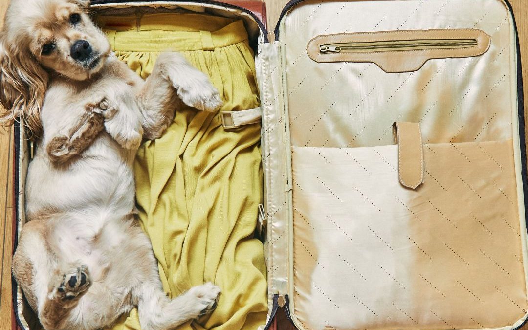 Traveling with Pets: Tips for a Pawsitive Adventure!