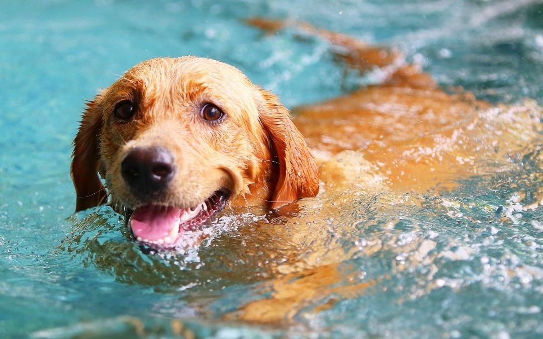 Summer Pet Safety Tips: Keeping Your Furry Friends Happy & Healthy
