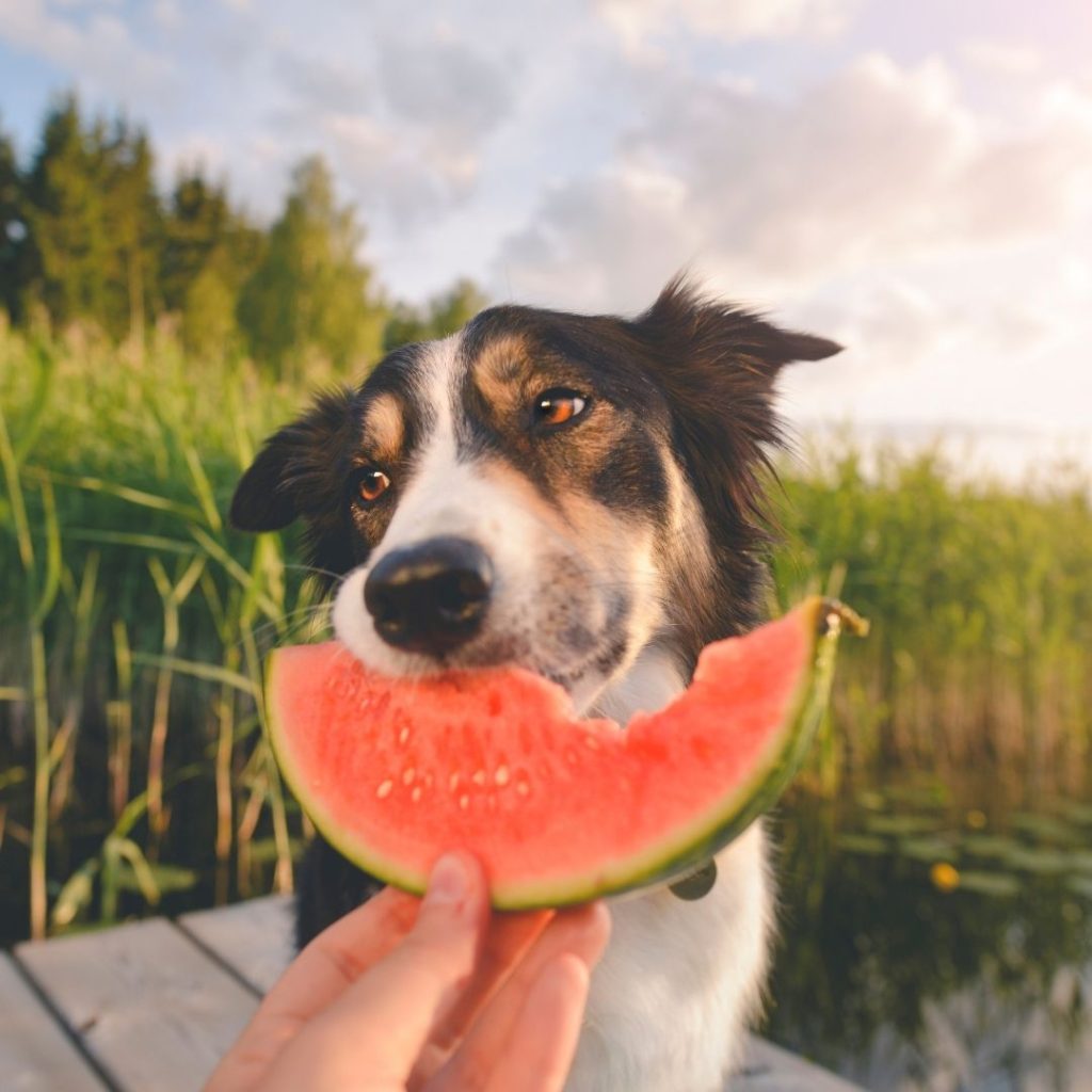 Dog and watermelon