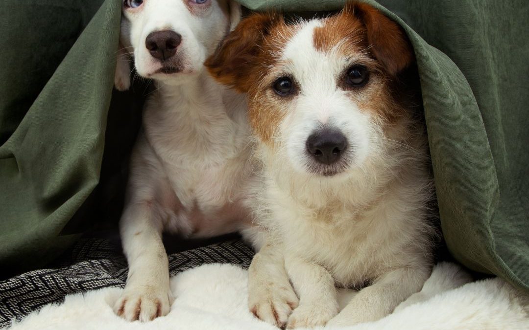 How to Help Your Dog Cope with Fireworks Anxiety