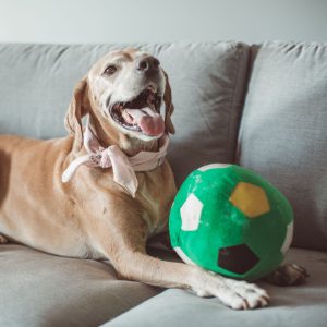 Does Your Pet Need a Sitter? 5 Signs It’s Time to Call In the Pros