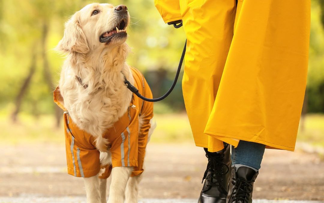 Hot Days, Happy Pets: Summer Safety Tips for Dogs and Cats