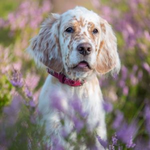 Hot Days, Happy Pets: Summer Safety Tips for Dogs and Cats