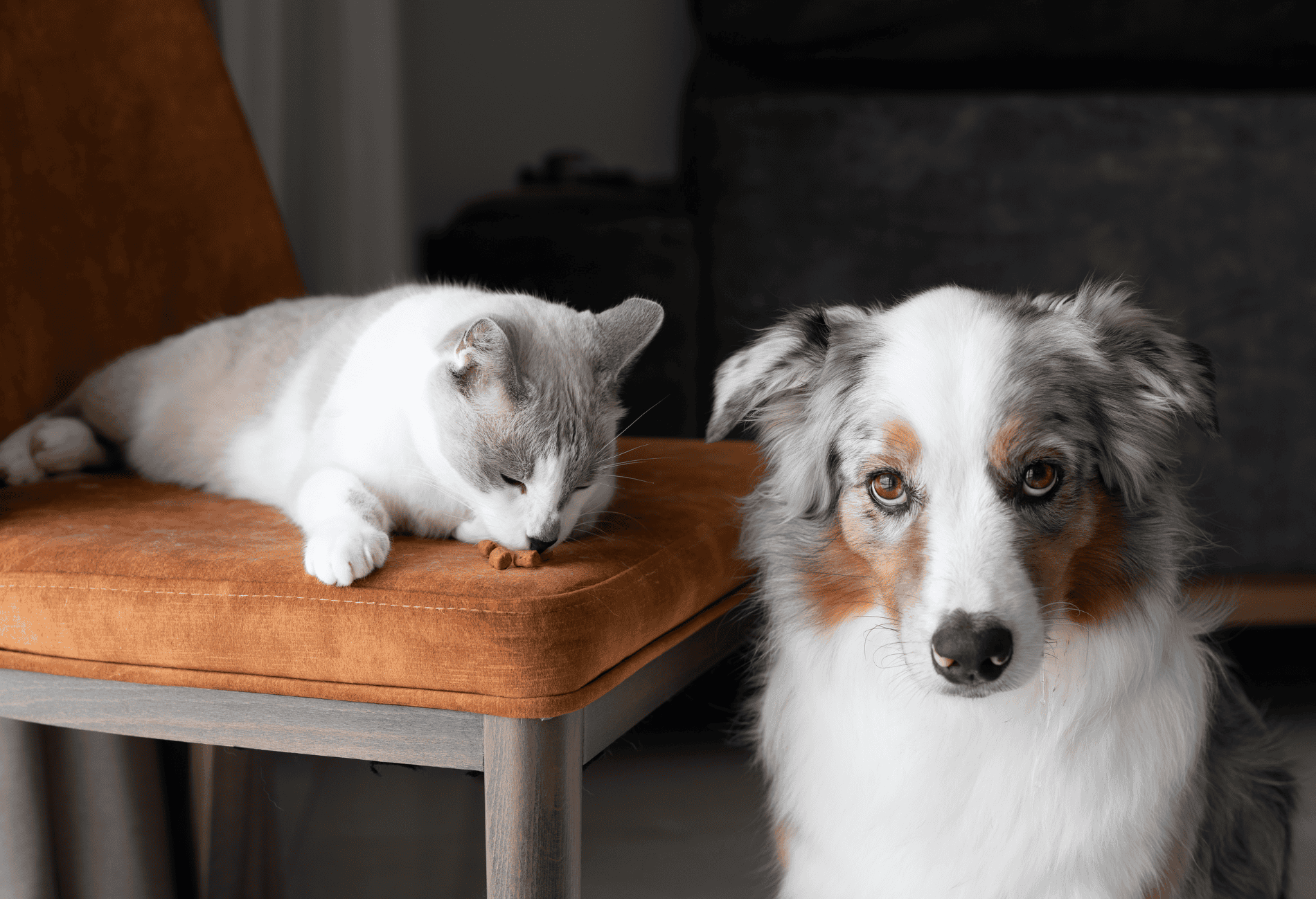 Monthly Package Pricing Best In Class Pet Sitting