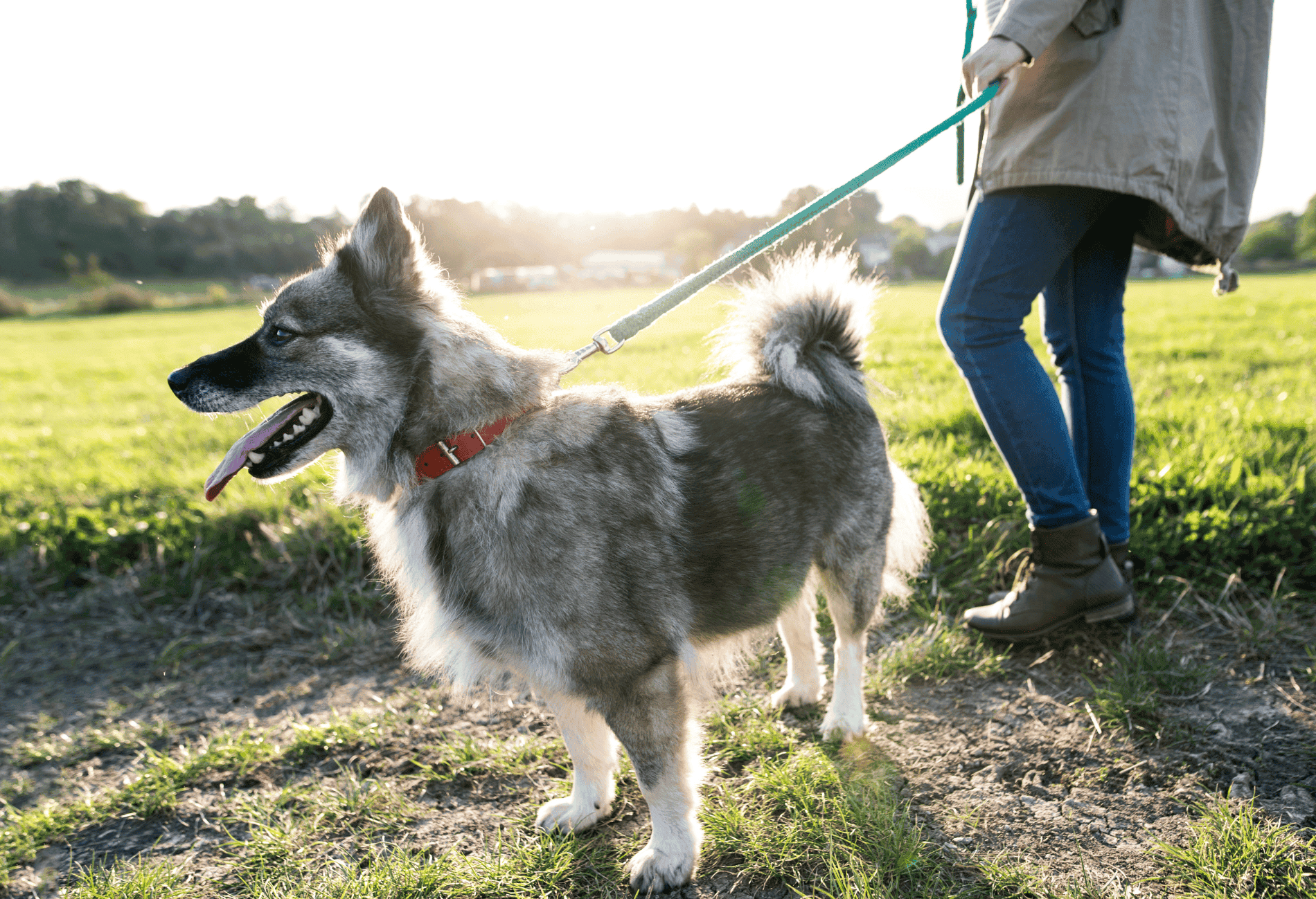 Walkers Club Pricing Best In Class Pet Sitting