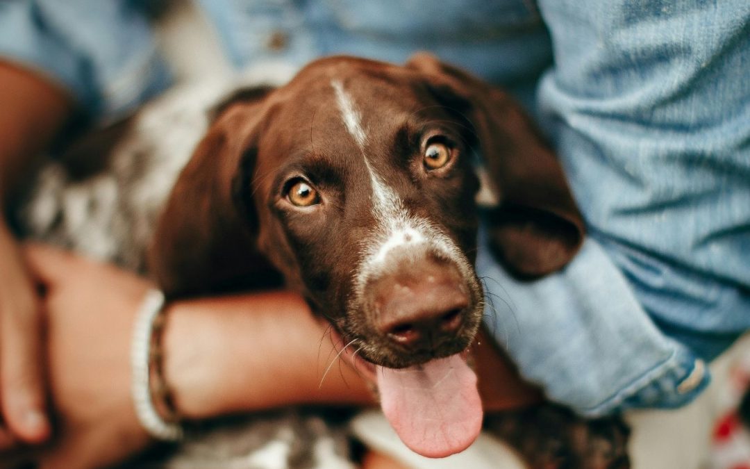 🐾 How to Prepare Your Home for a Pet Sitter