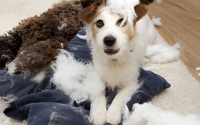 Helping Your Pet Feel Calm When You’re Away