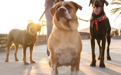The Big Benefits of Daily Dog Walks