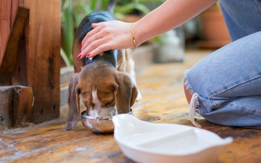 Pet Sitting vs. Boarding: What’s Best for Your Pet?