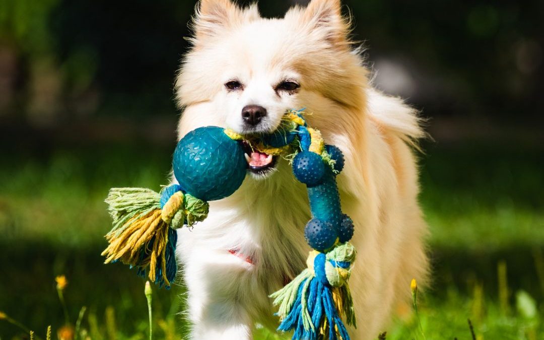 Holiday Travel Plans? Here’s How Best In Class Pet Sitting Keeps Your Pets Happy at Home