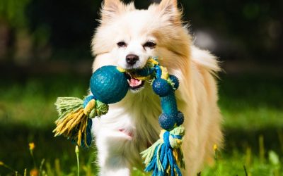 Holiday Travel Plans? Here’s How Best In Class Pet Sitting Keeps Your Pets Happy at Home