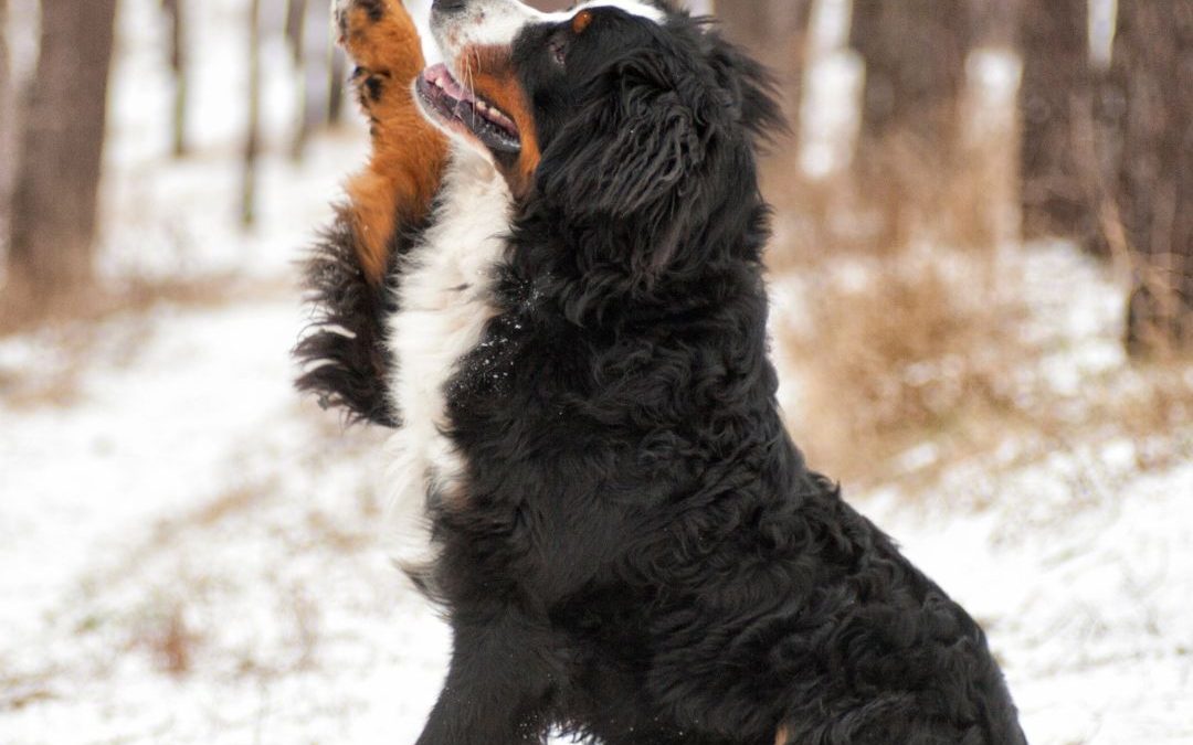 Cold Weather Pet Care: Keep Your Pets Safe, Warm, and Happy This Winter