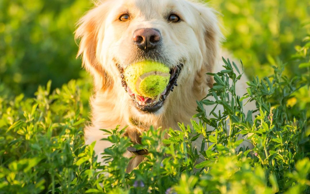 Daily Exercise is Essential for Your Pet