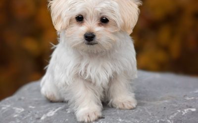 Helping Pets Handle Stress: Tips for a Calm and Happy Companion