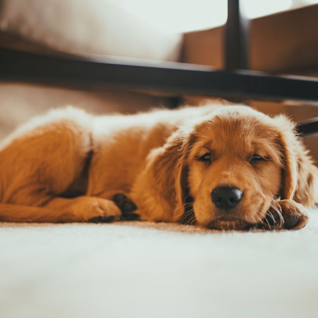 Professional Support from Pet Sitters