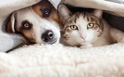 The January Routine Reset: Navigating the Post-Holiday Transition