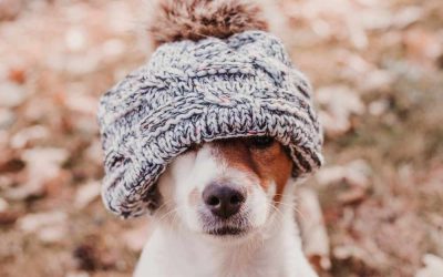 The Massachusetts Winter Survival Guide: Paws, Salt, and Safety