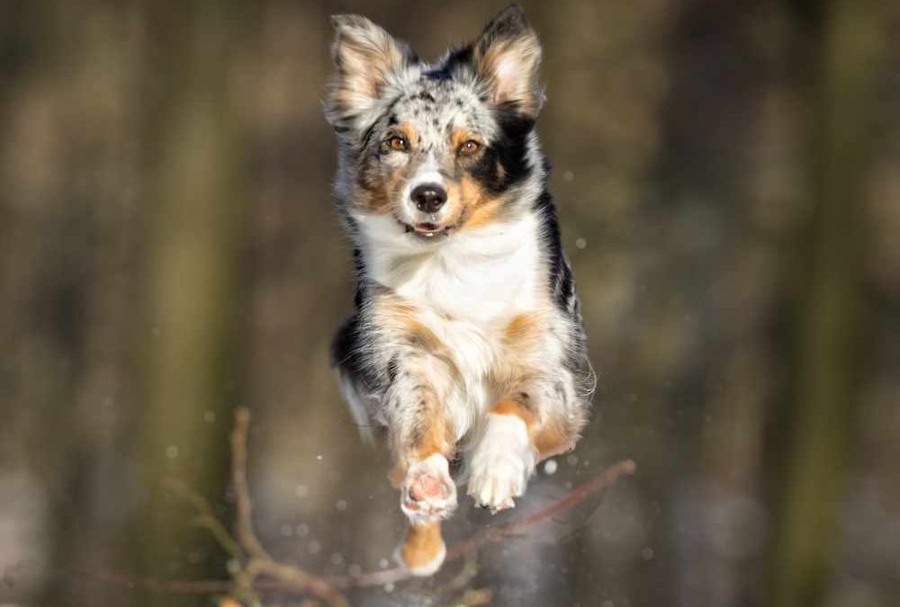 Beating "Cabin Fever": Advanced Indoor Enrichment