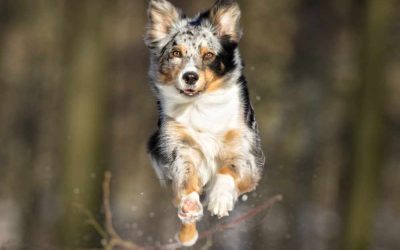 Beating “Cabin Fever”: Advanced Indoor Enrichment