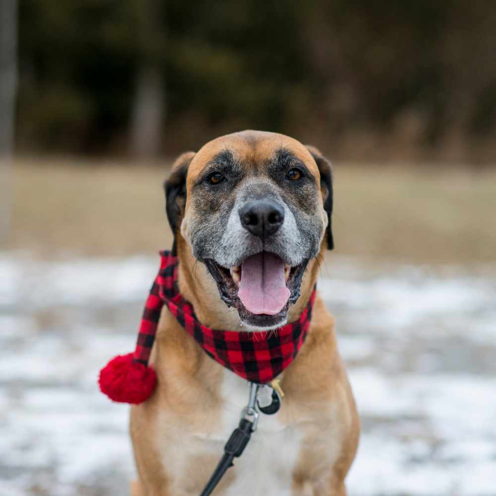 We spend our time engaging your pet with puzzles and indoor play