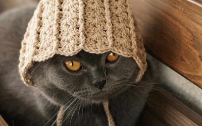 The Ultimate Winter Wellness Guide: Keeping Your Easton, Mansfield, and Foxboro Pets Thriving in the Deep Freeze