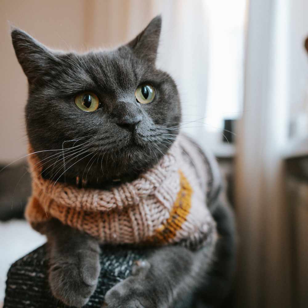 The BEST IN CLASS Commitment to Wellness