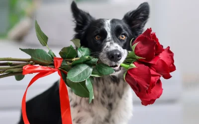 The Valentine’s Date Night Dilemma: How to Enjoy Your Evening Guilt-Free