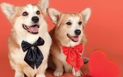 Sweethearts & Hazards: The Essential February Safety Guide for Pet Parents