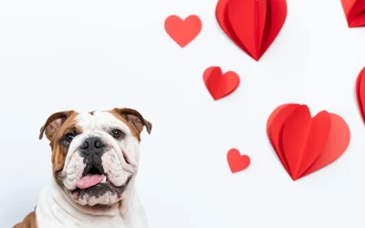 Beating the February “Winter Slump”: Keeping Your Pet Active and Happy