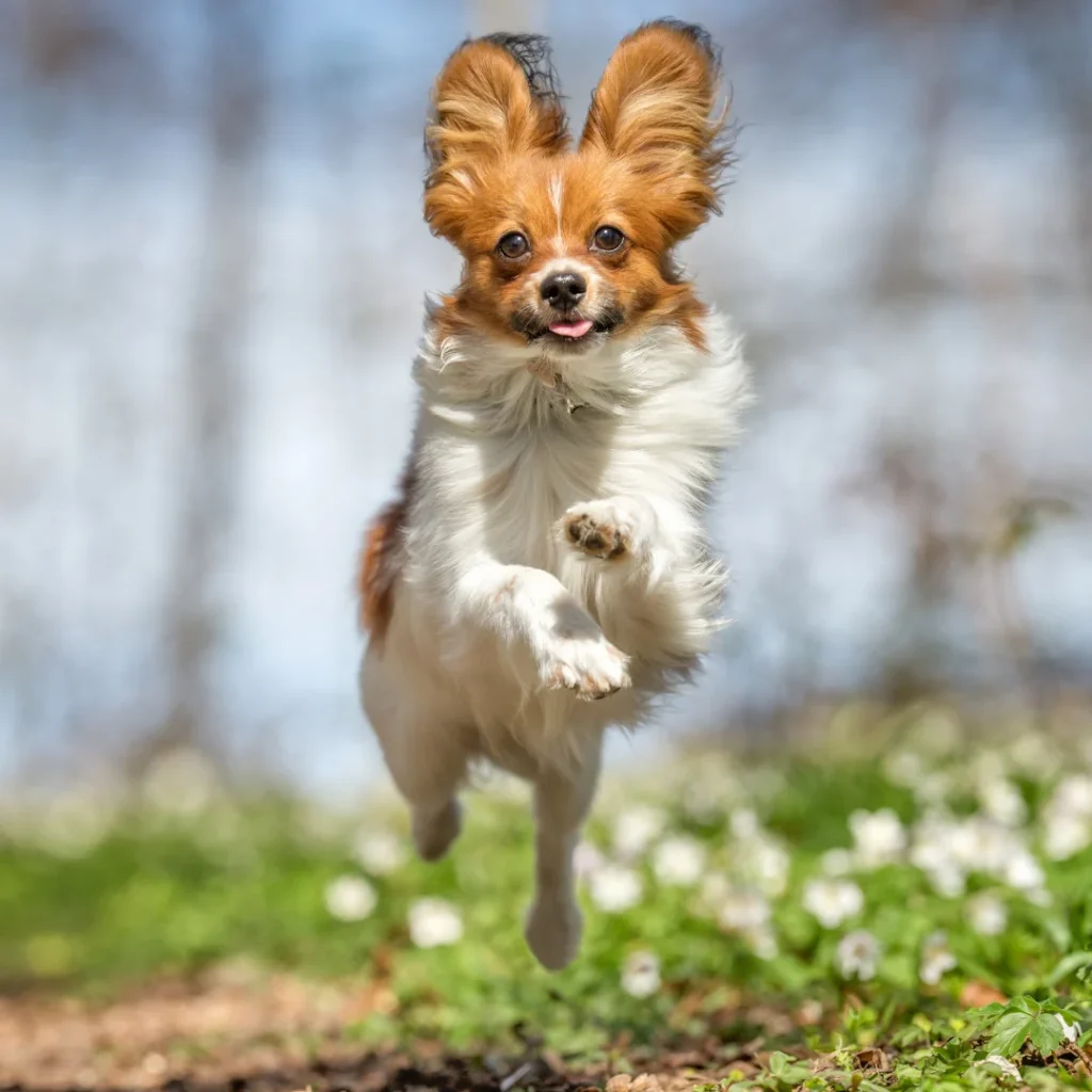Running Puppy