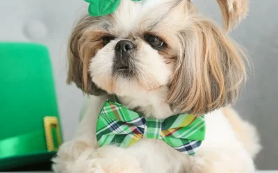 The Comprehensive St. Patrick’s Day Safety Guide