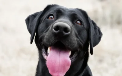 The Spring Cleaning Safety Audit