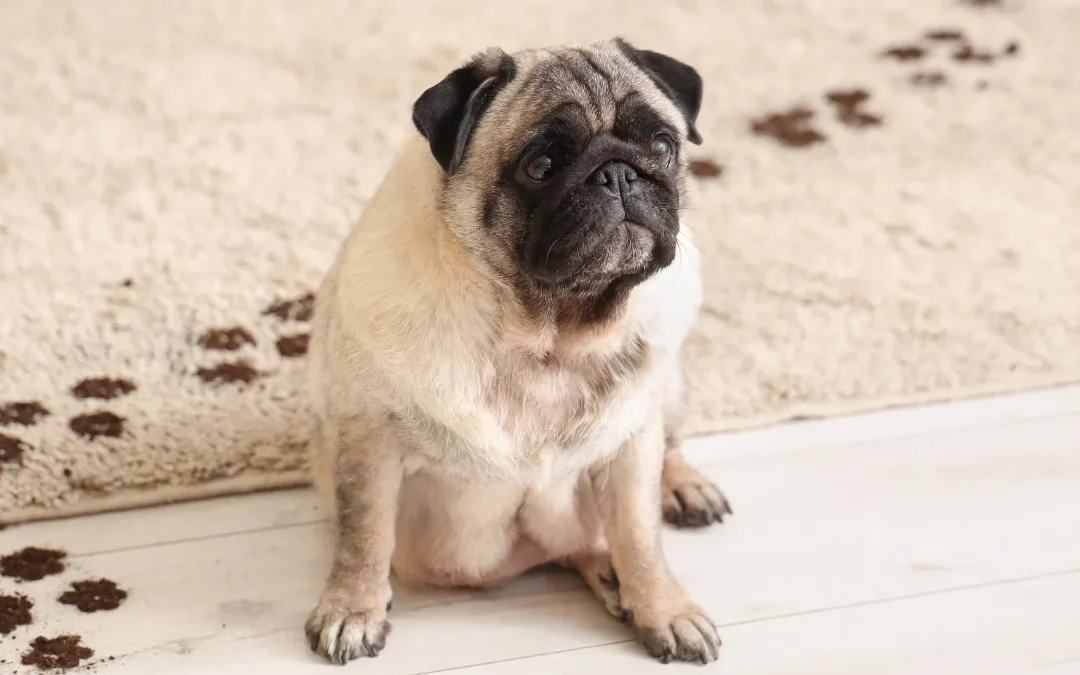 Pug with paw prints