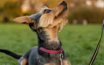The “May-Day” Allergy Surge: Is it a Cold or a Pollen Peak?
