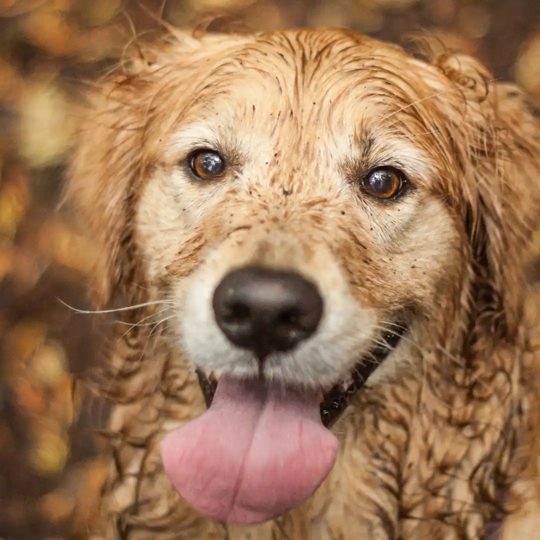 Playful happy dog face