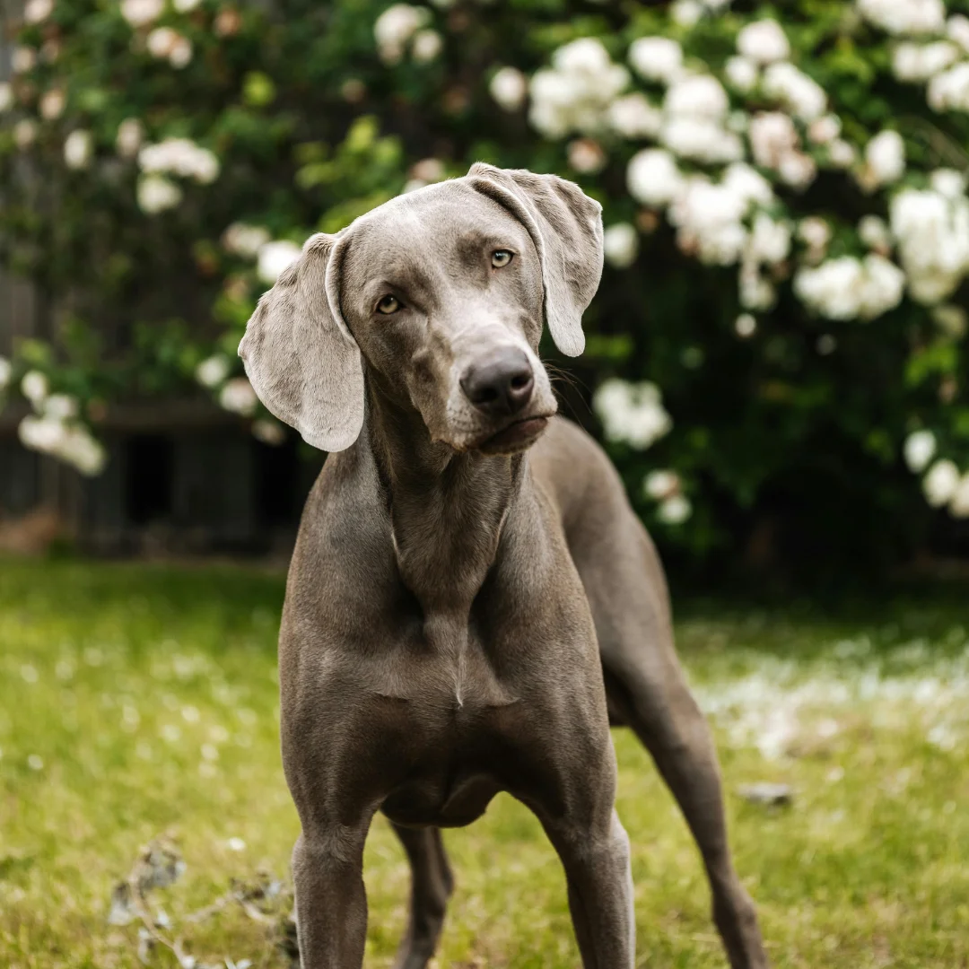 Dog tilting head