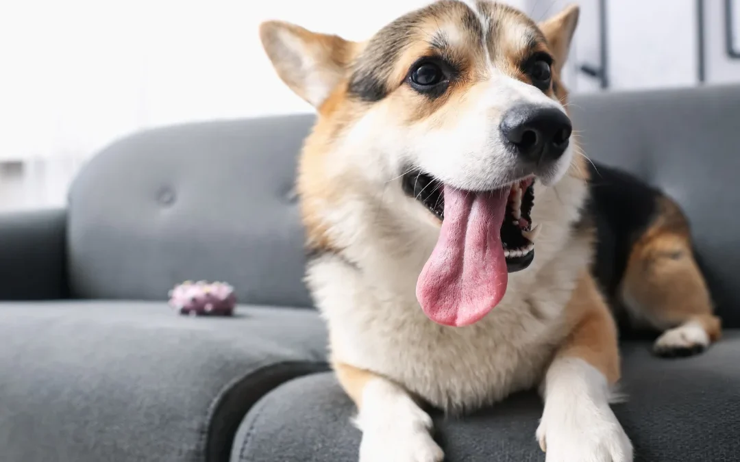 Why April is the High-Stakes Month for Heartworm Awareness