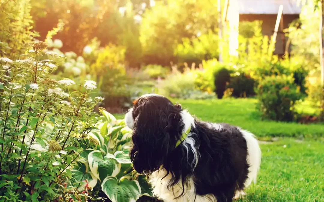 Puppy by the bright garden