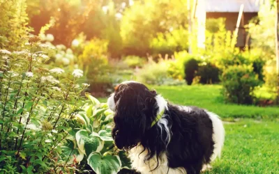 The Garden’s Hidden Teeth: Navigating May’s Landscaping Hazards