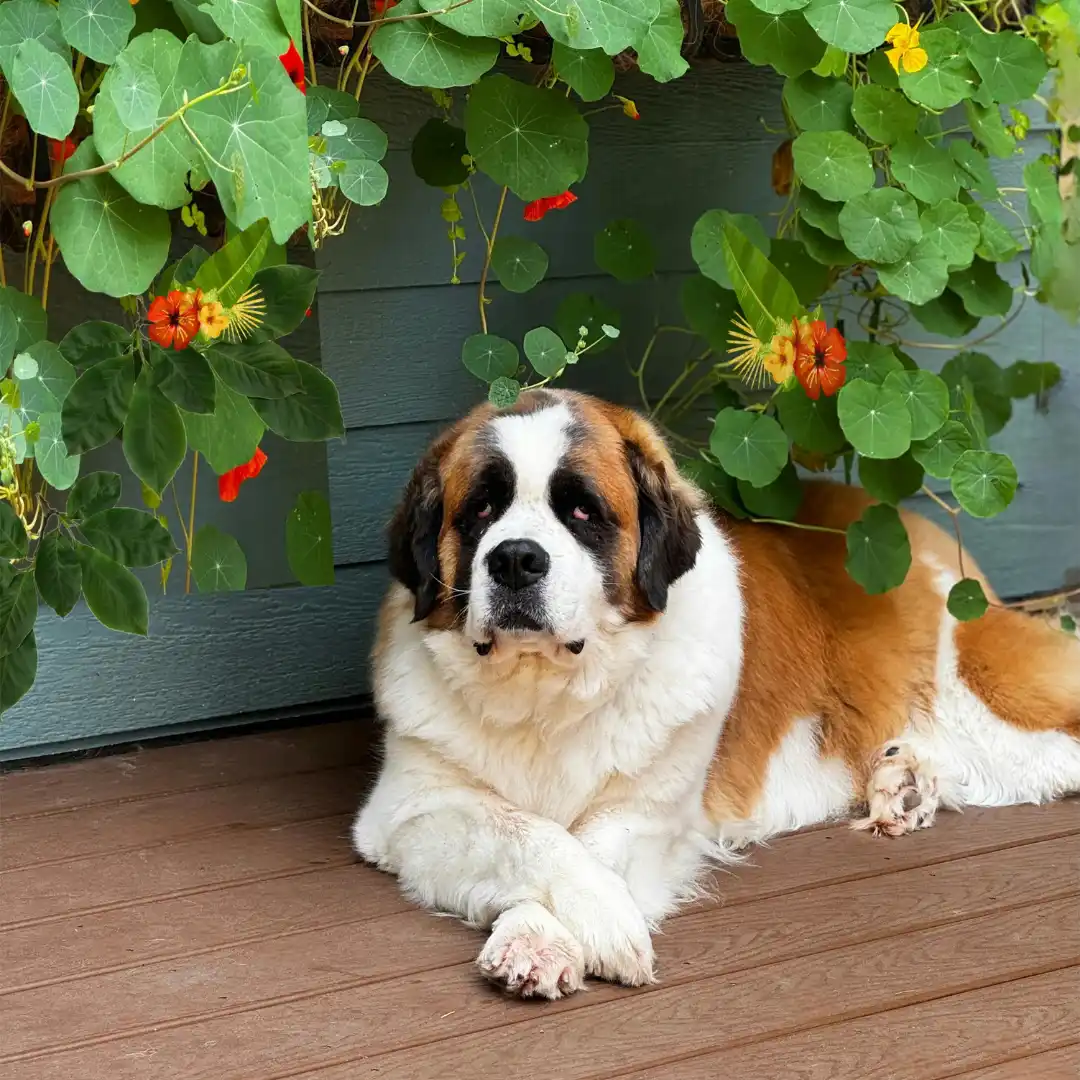 Dog beneath vines