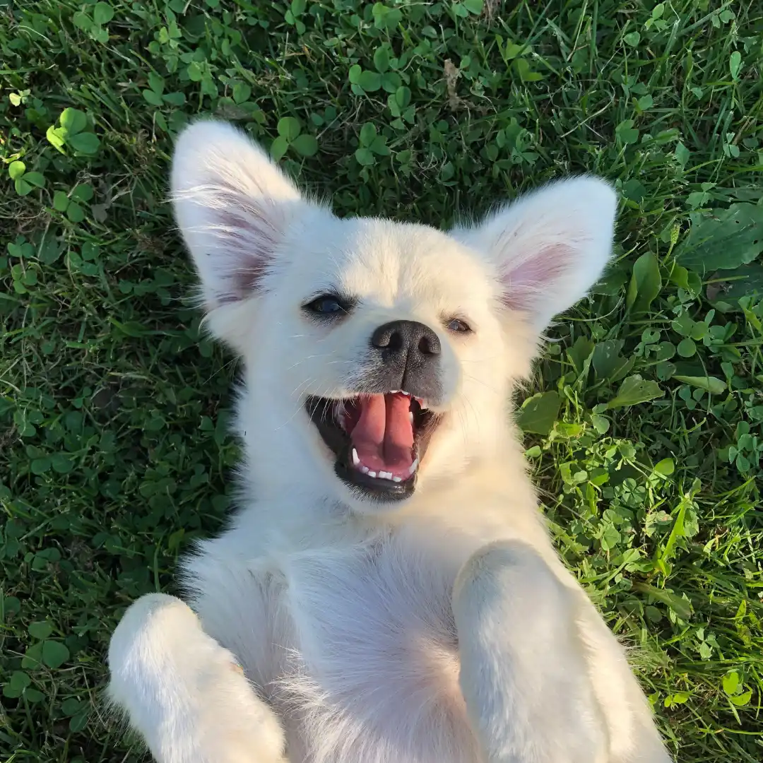 White Puppy on Grass