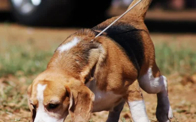 The “Zoomie” Transition: Managing the Biological May Energy Spike