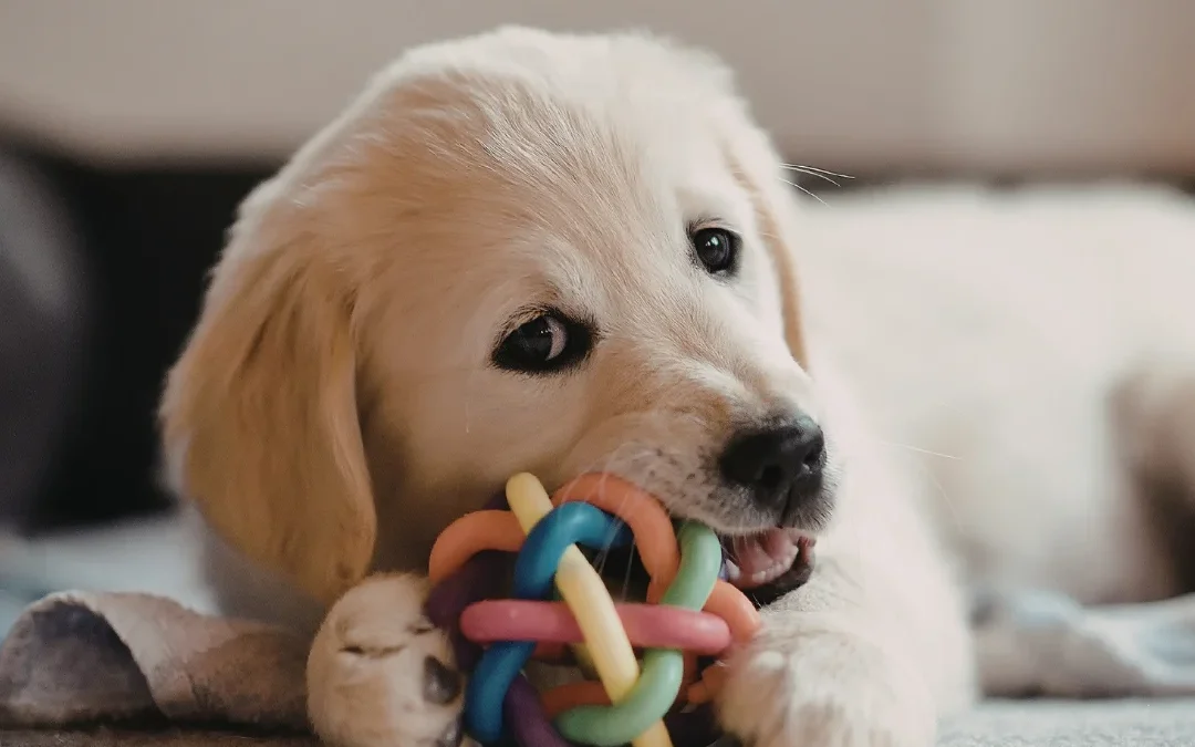 Puppy biting toy