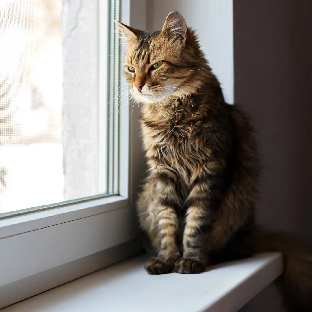 Cat staring by the windowsill