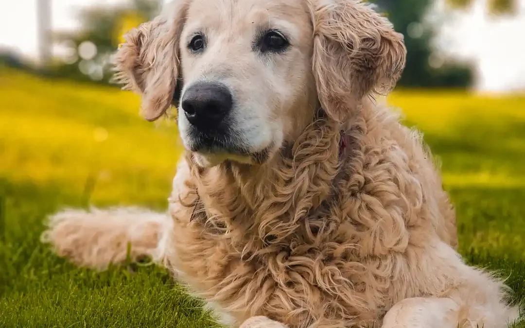 Calm dog on the ground