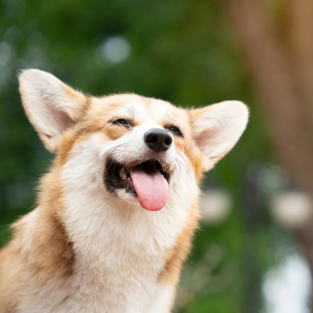 Happy corgi