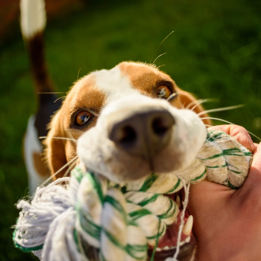 Happy puppy with dog toy