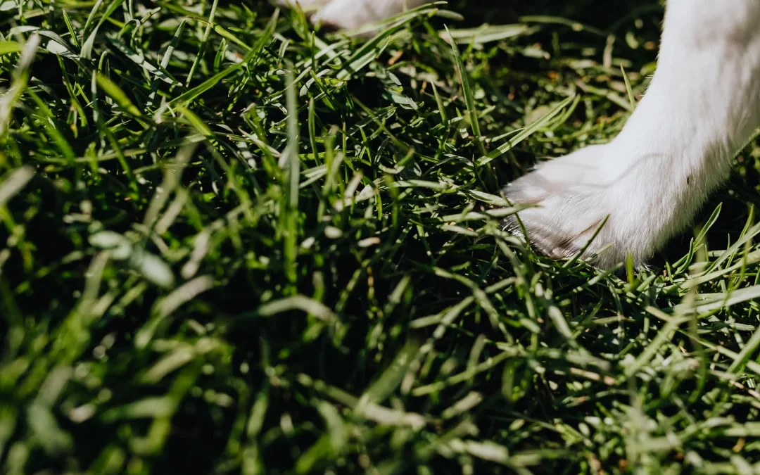 Puppy paws on grass