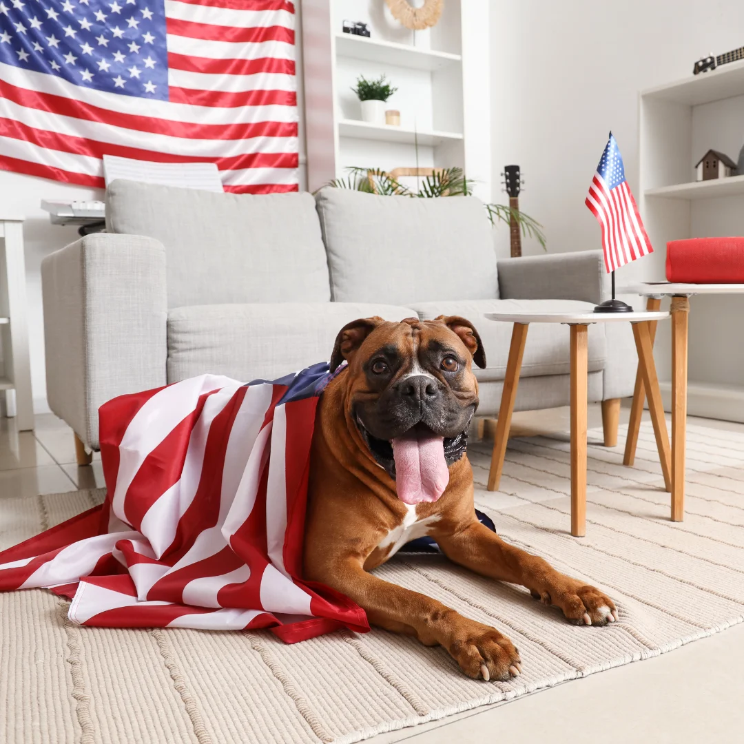 dog chilling on fourth of july